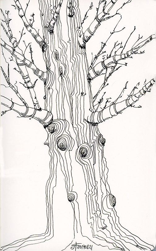 20190821-tree-drawing-jane-hannah-loRes
